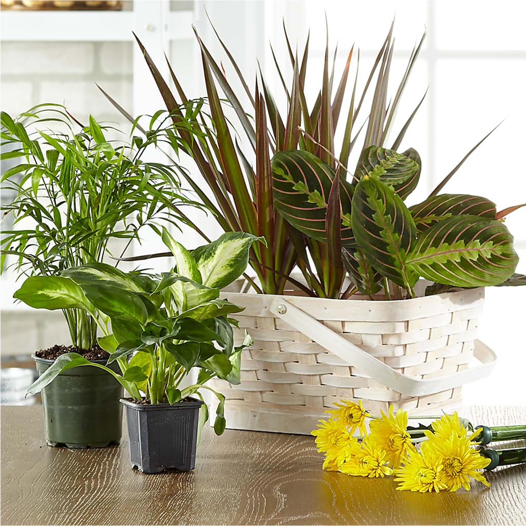 Florist Designed Blooming and Green Plants in a Basket – PAULA KELLEY'S FLORIST, Paris TN