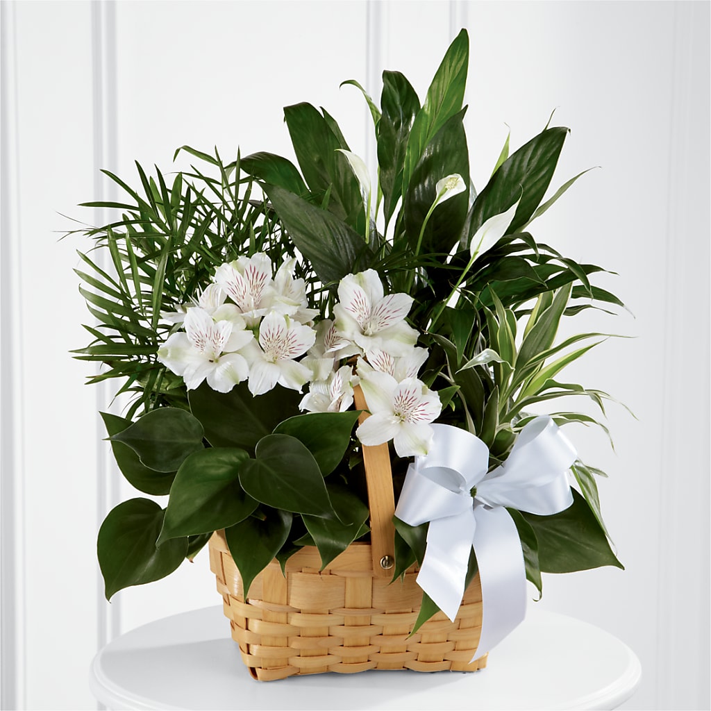 Peace & Serenity Dishgarden – PAULA KELLEY'S FLORIST, Paris TN