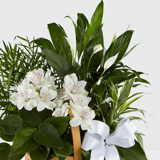 Peace & Serenity Dishgarden – PAULA KELLEY'S FLORIST, Paris TN