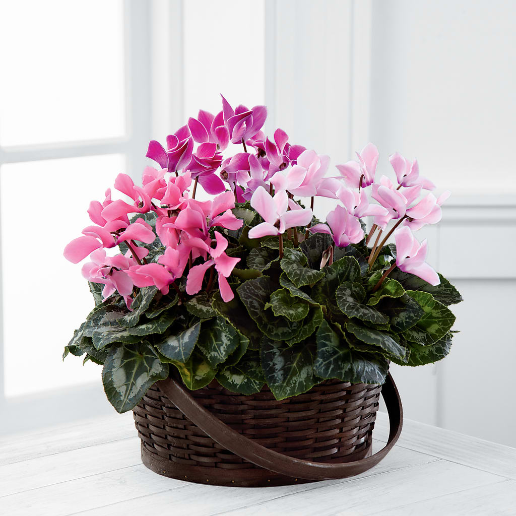 Mixed Cyclamen Planter – PAULA KELLEY'S FLORIST, Paris TN