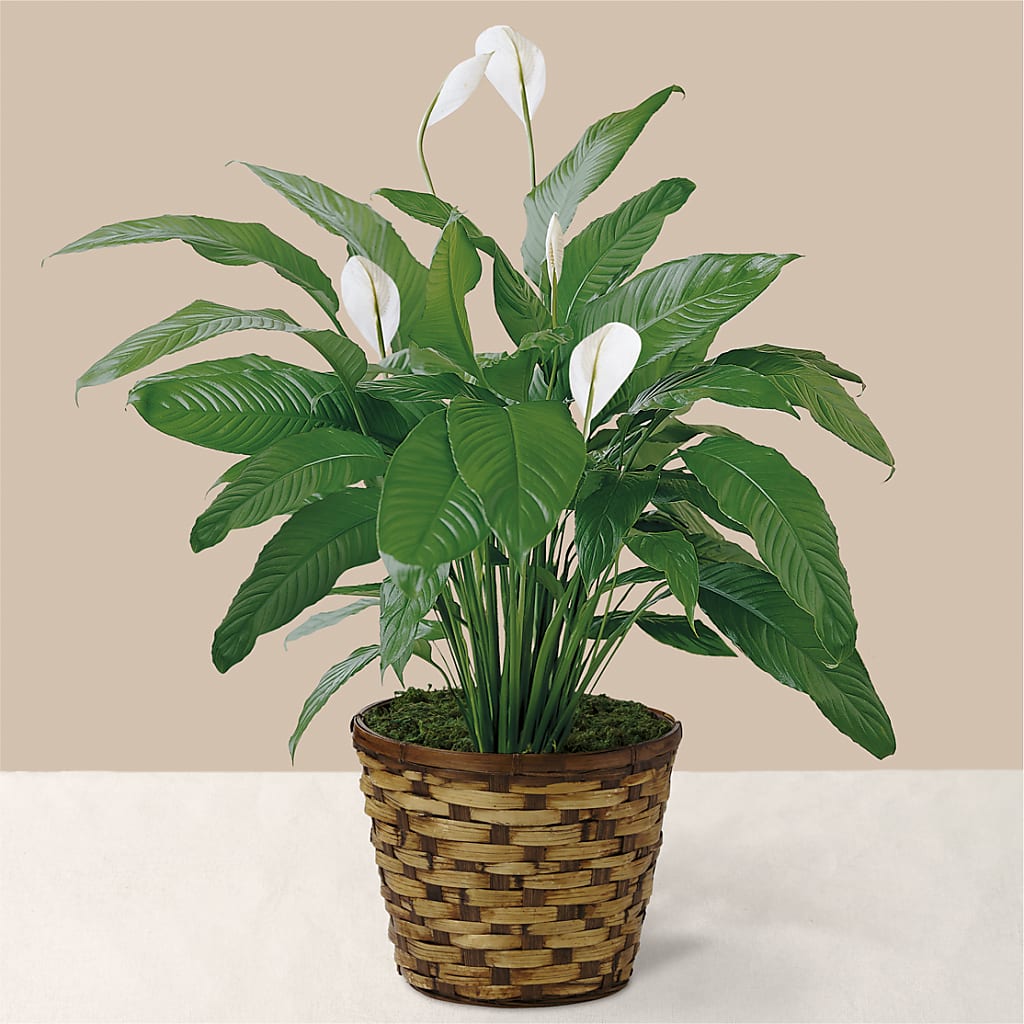 Tranquil Moments Peace Lily Plant – PAULA KELLEY'S FLORIST, Paris TN