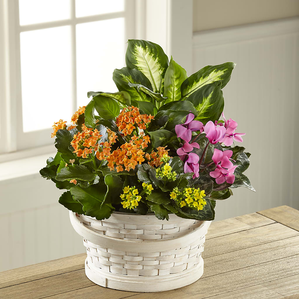 Color Crush Dishgarden – PAULA KELLEY'S FLORIST, Paris TN
