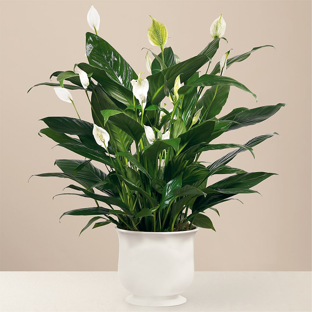 Comfort Planter – PAULA KELLEY'S FLORIST, Paris TN