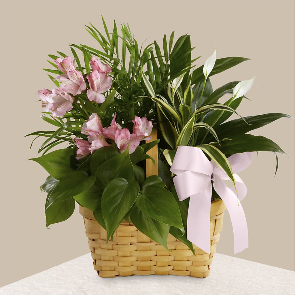 Living Spirit Dishgarden – PAULA KELLEY'S FLORIST, Paris TN