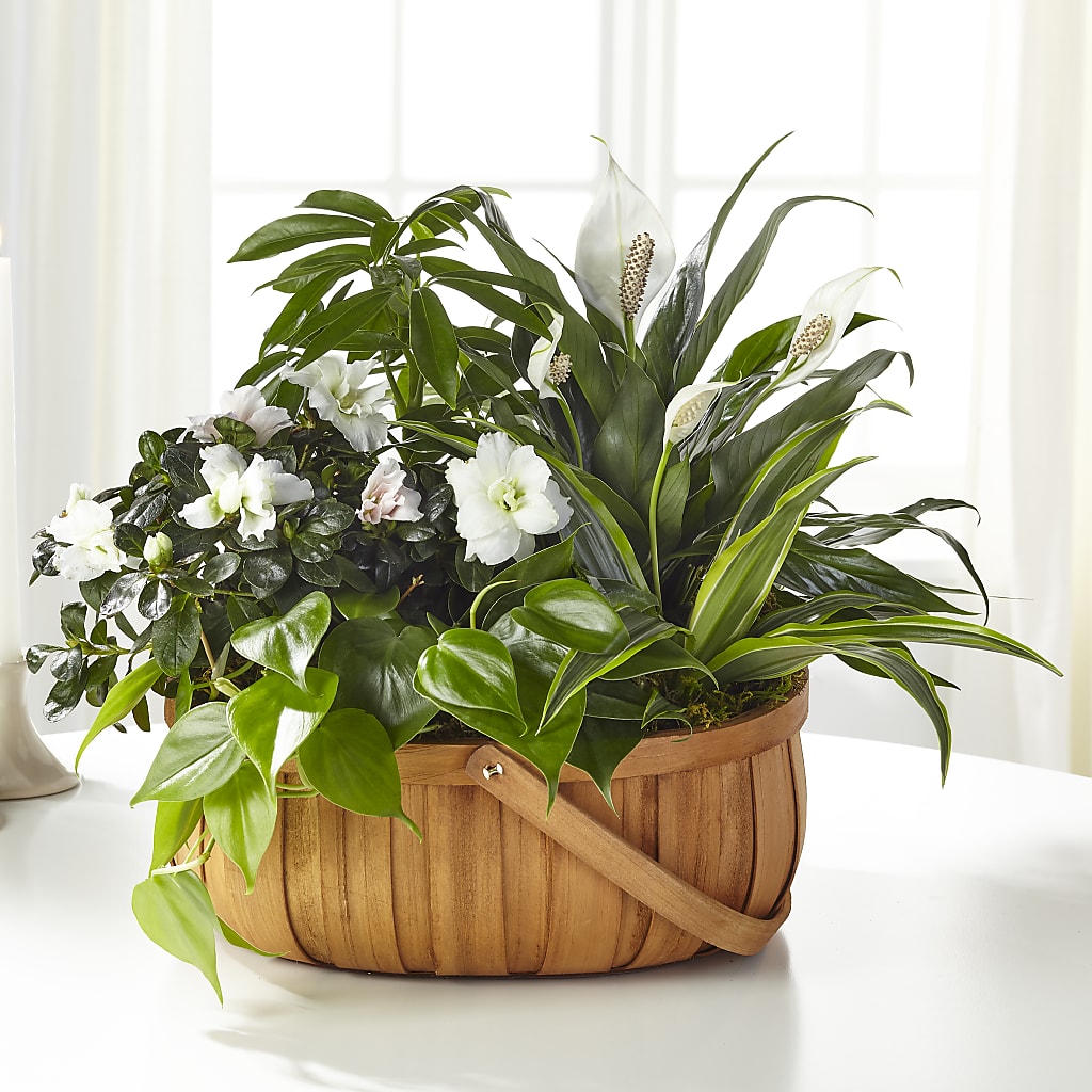 Serene Dishgarden – PAULA KELLEY'S FLORIST, Paris TN