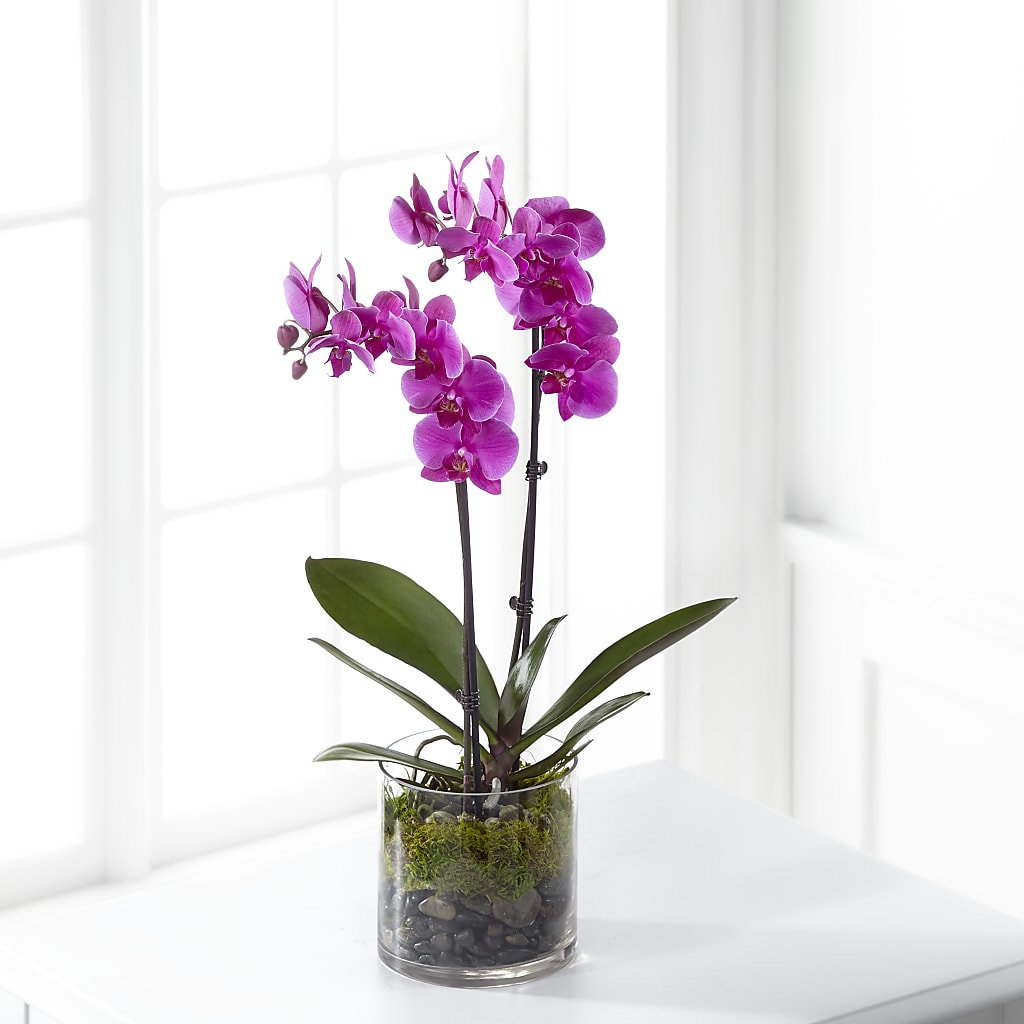 Pink Orchid Plant – PAULA KELLEY'S FLORIST, Paris TN