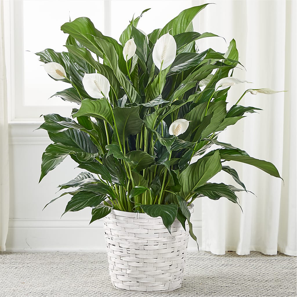 A New Leaf Peace Lily – PAULA KELLEY'S FLORIST, Paris TN