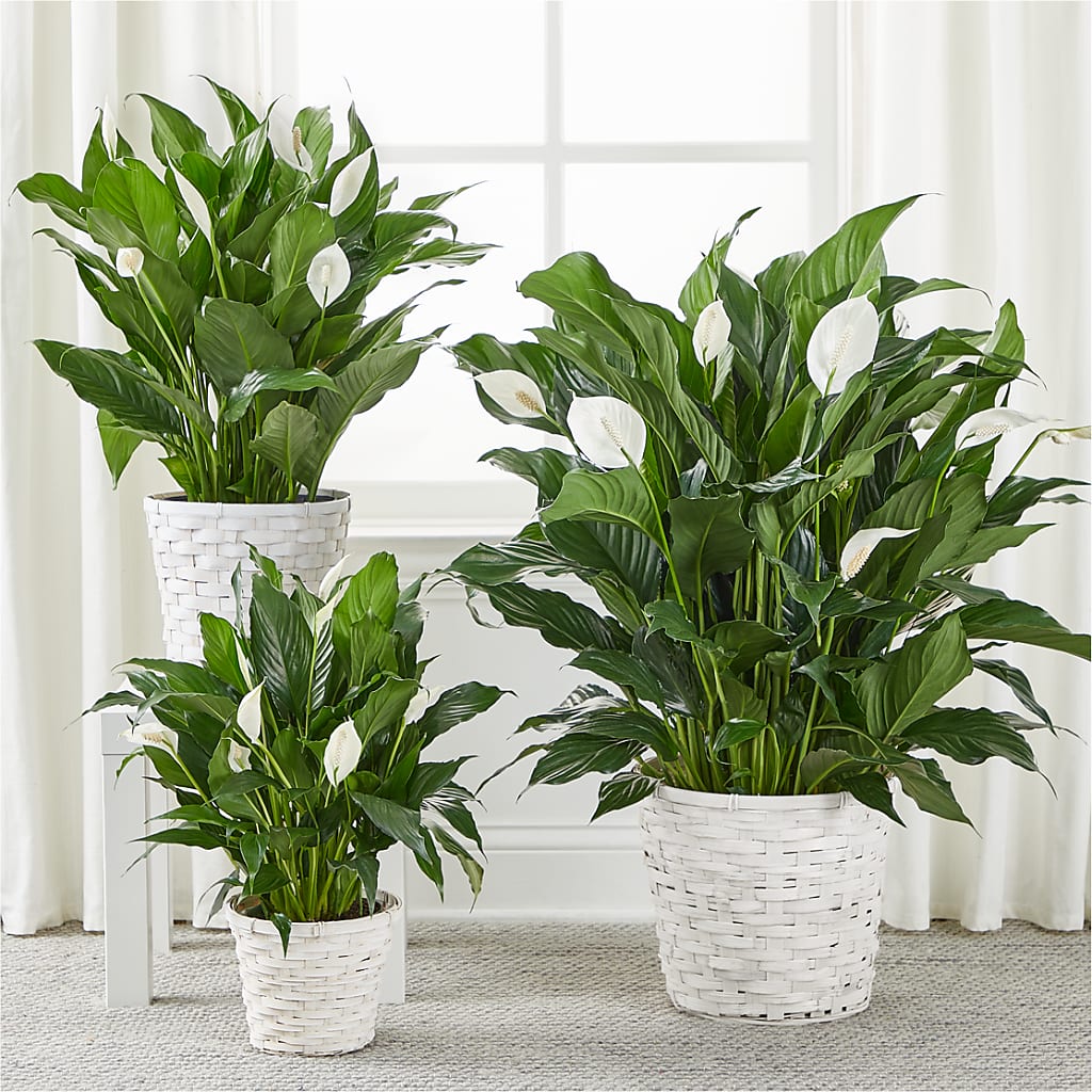 A New Leaf Peace Lily – PAULA KELLEY'S FLORIST, Paris TN
