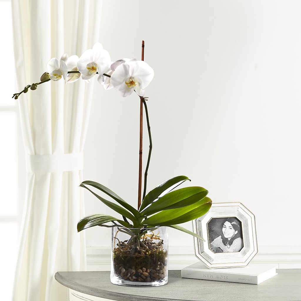 White Orchid Planter – PAULA KELLEY'S FLORIST, Paris TN