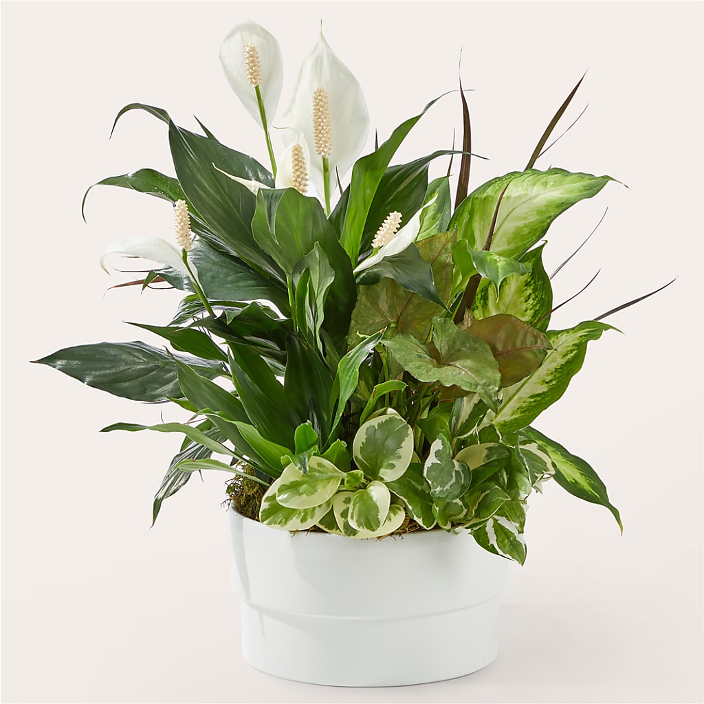 Radiating Positivity Dishgarden – PAULA KELLEY'S FLORIST, Paris TN