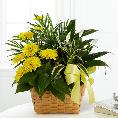 Loving Light Dishgarden – PAULA KELLEY'S FLORIST, Paris TN