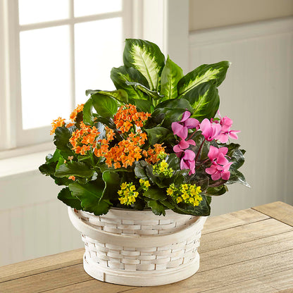 Color Crush Dishgarden – PAULA KELLEY'S FLORIST, Paris TN