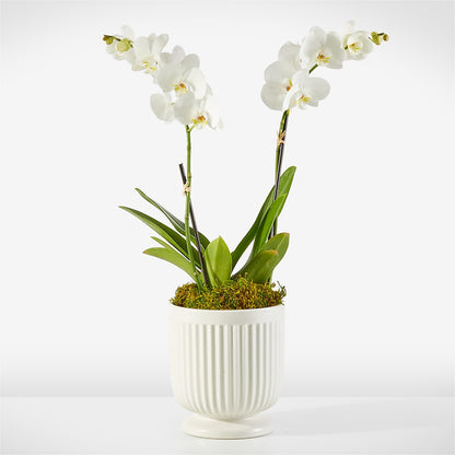 Whispering White Orchid – PAULA KELLEY'S FLORIST, Paris TN