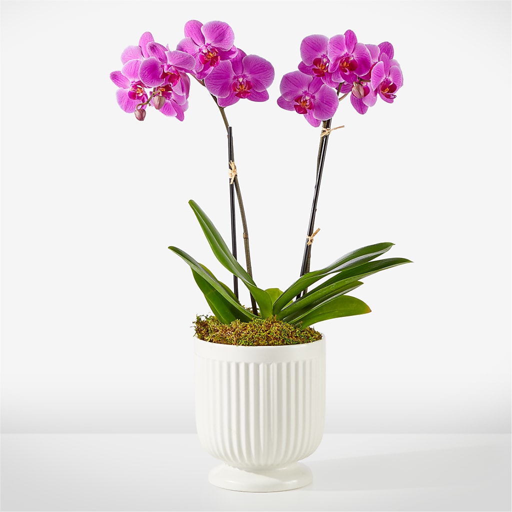 Friendly Fuchsia Orchid – PAULA KELLEY'S FLORIST, Paris TN