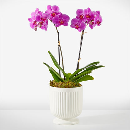 Friendly Fuchsia Orchid – PAULA KELLEY'S FLORIST, Paris TN