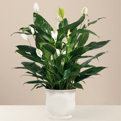 Comfort Planter – PAULA KELLEY'S FLORIST, Paris TN