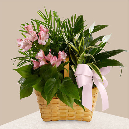 Living Spirit Dishgarden – PAULA KELLEY'S FLORIST, Paris TN