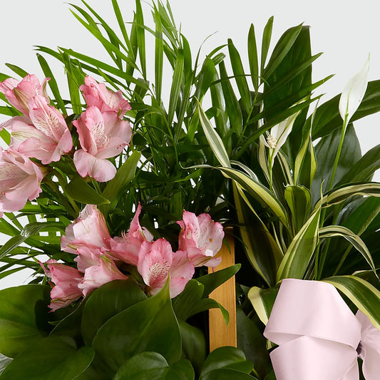 Living Spirit Dishgarden – PAULA KELLEY'S FLORIST, Paris TN