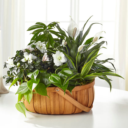 Serene Dishgarden – PAULA KELLEY'S FLORIST, Paris TN