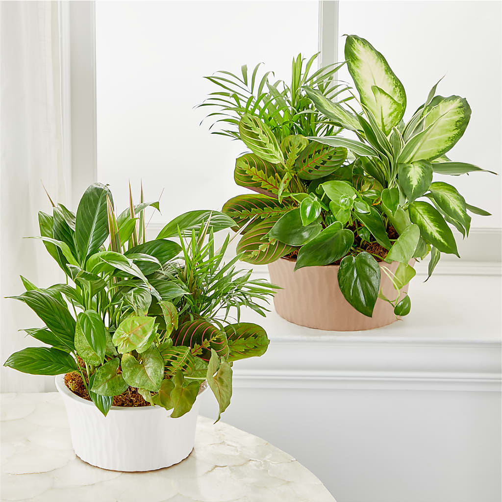 Balance & Harmony Dishgarden – PAULA KELLEY'S FLORIST, Paris TN