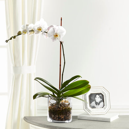 White Orchid Planter – PAULA KELLEY'S FLORIST, Paris TN